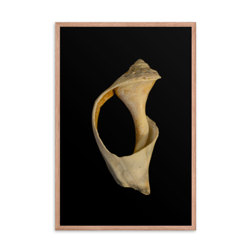 State of Erosion Image 2 Whelk Shell Coastal Nature Photo Framed Wall Art Print