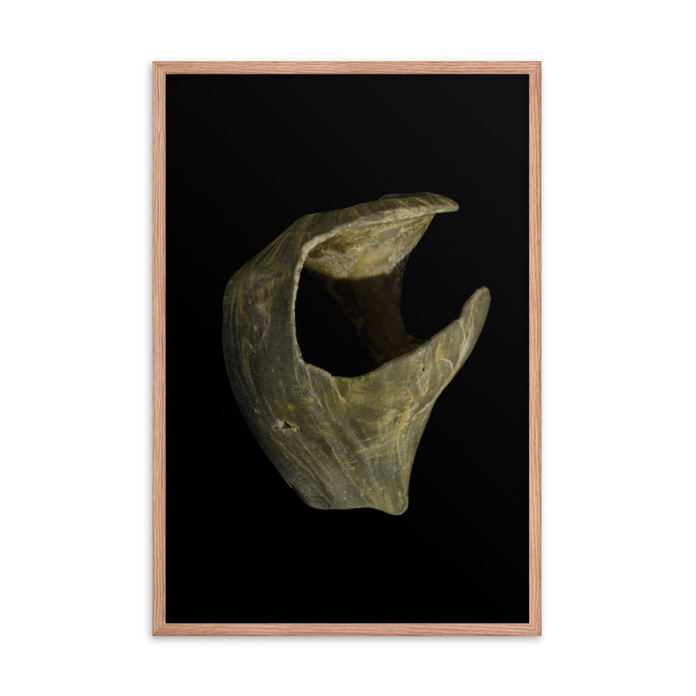 State of Erosion Image 5 Whelk Shell Coastal Nature Photo Framed Wall Art Print