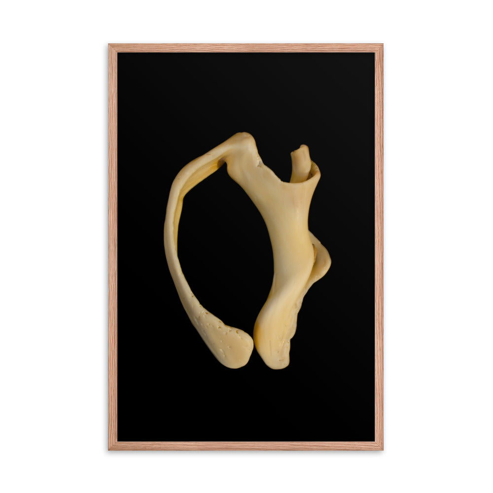 State of Erosion Image 6 Whelk Shell Coastal Nature Photo Framed Wall Art Print