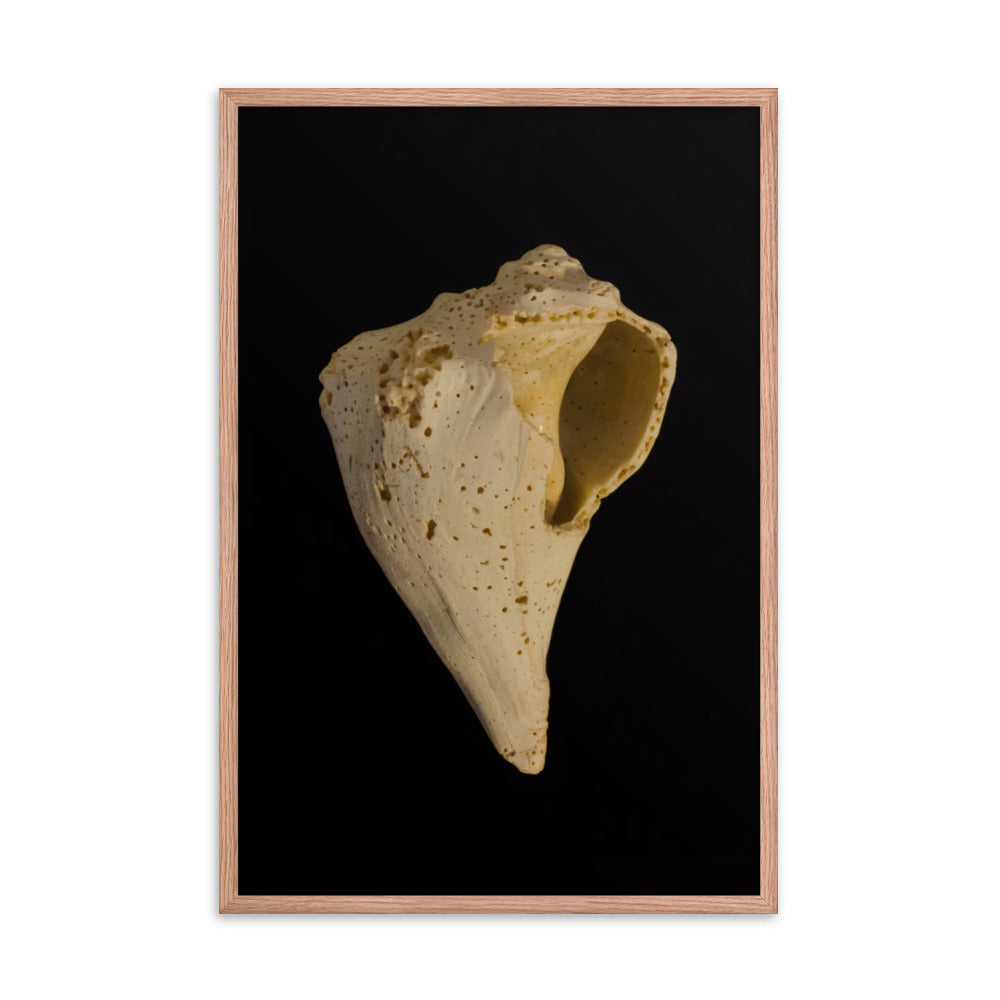 State of Erosion Image 1 Whelk Shell Coastal Nature Photo Framed Wall Art Print