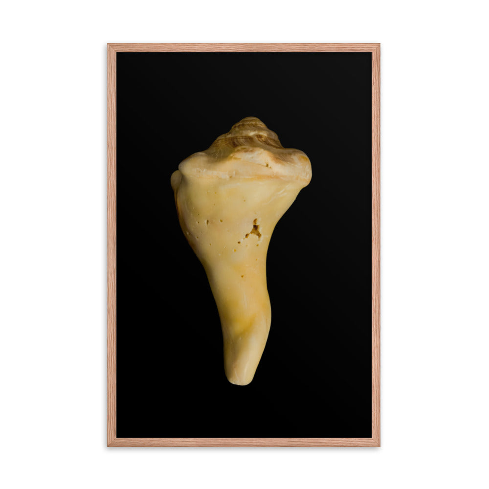 State of Erosion Image 8 Whelk Shell Coastal Nature Photo Framed Wall Art Print