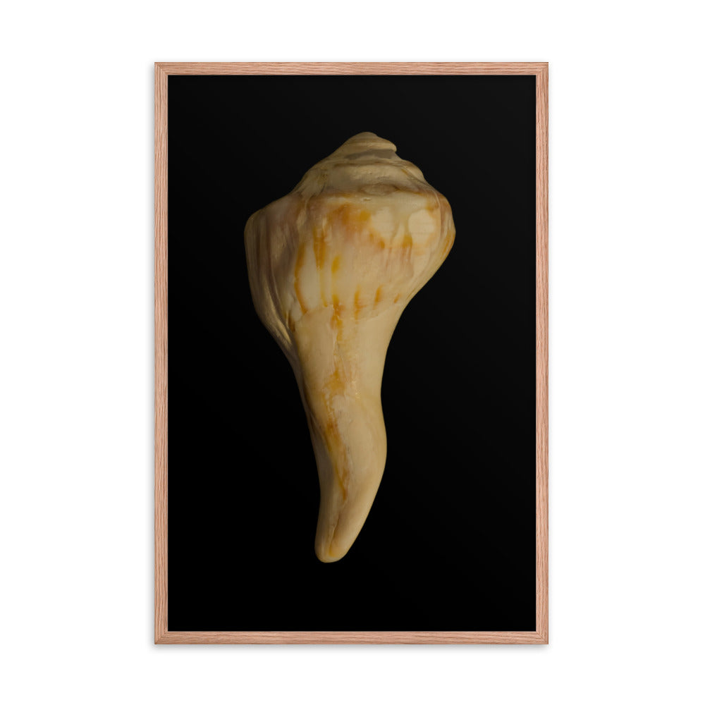 States of Erosion Image 9 Whelk Shell Coastal Nature Photo Framed Wall Art Print