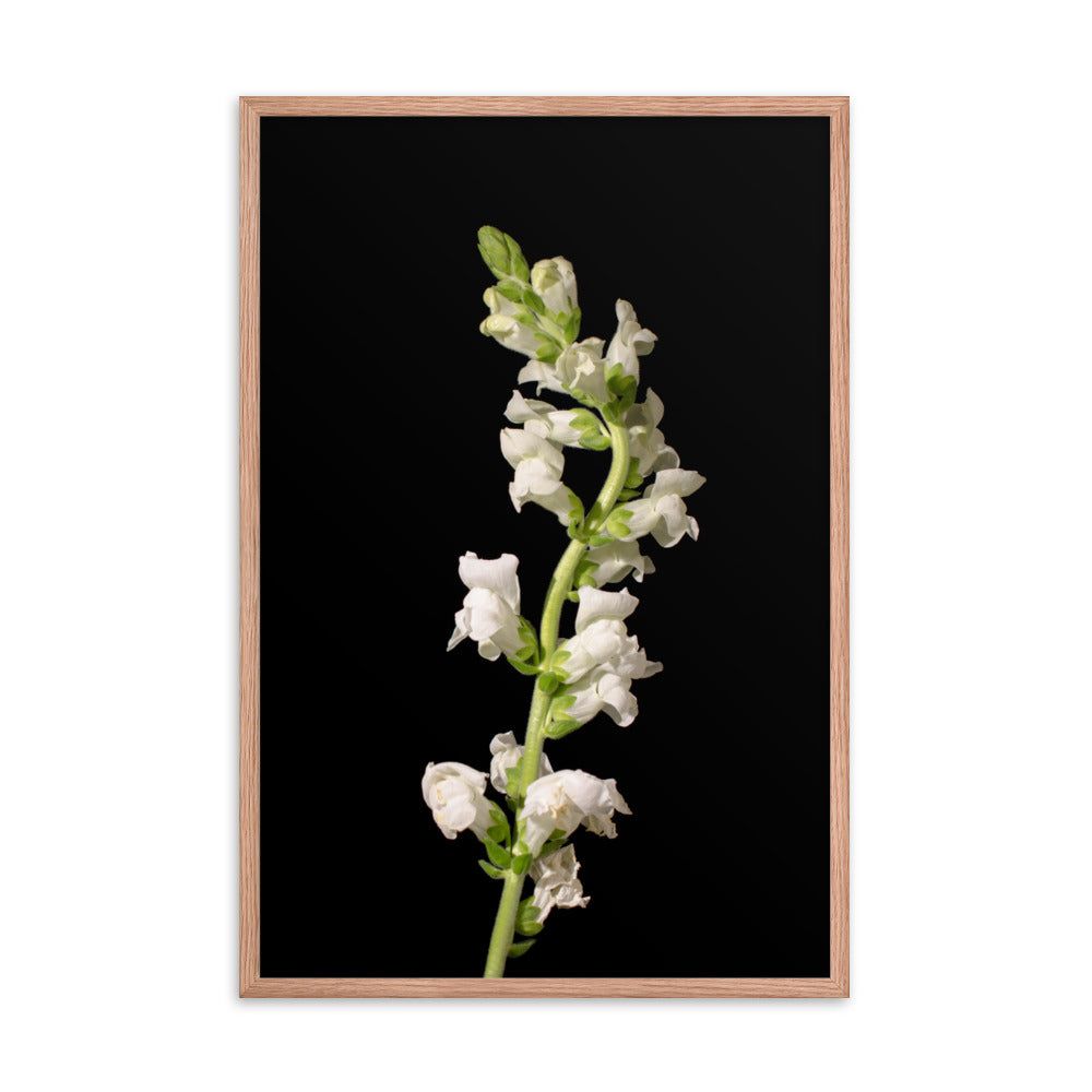 White Snapdragons Floral Nature Photo Framed Wall Art Print