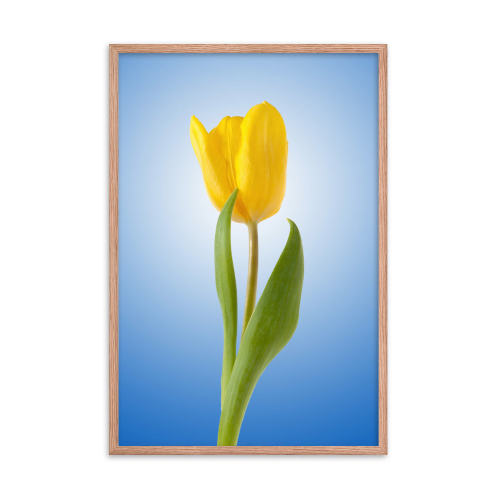 Yellow Tulip Minimal Floral Nature Photo Framed Wall Art Print