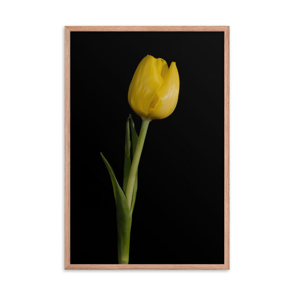 Yellow Tulip on Black Floral Nature Photo Framed Wall Art Print