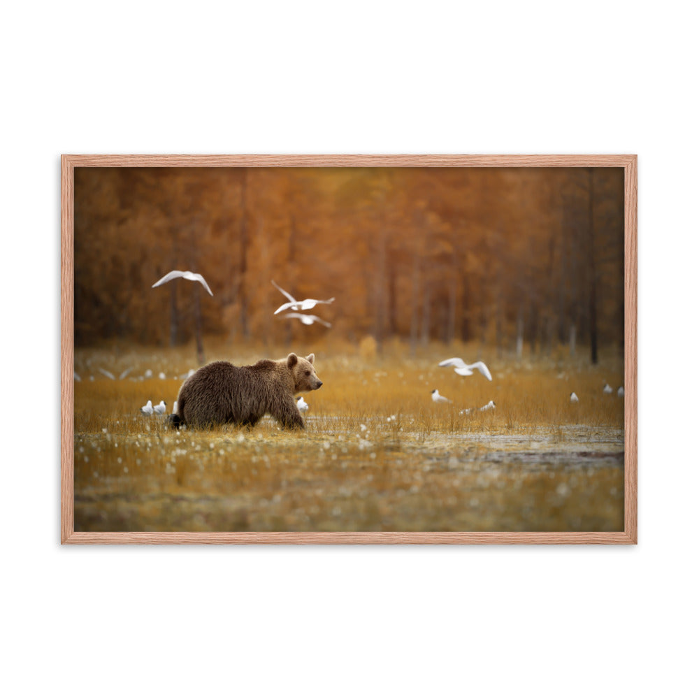 Big Brown Bear Crossing the Marshlands Wildlife Photo Framed Wall Art Prints