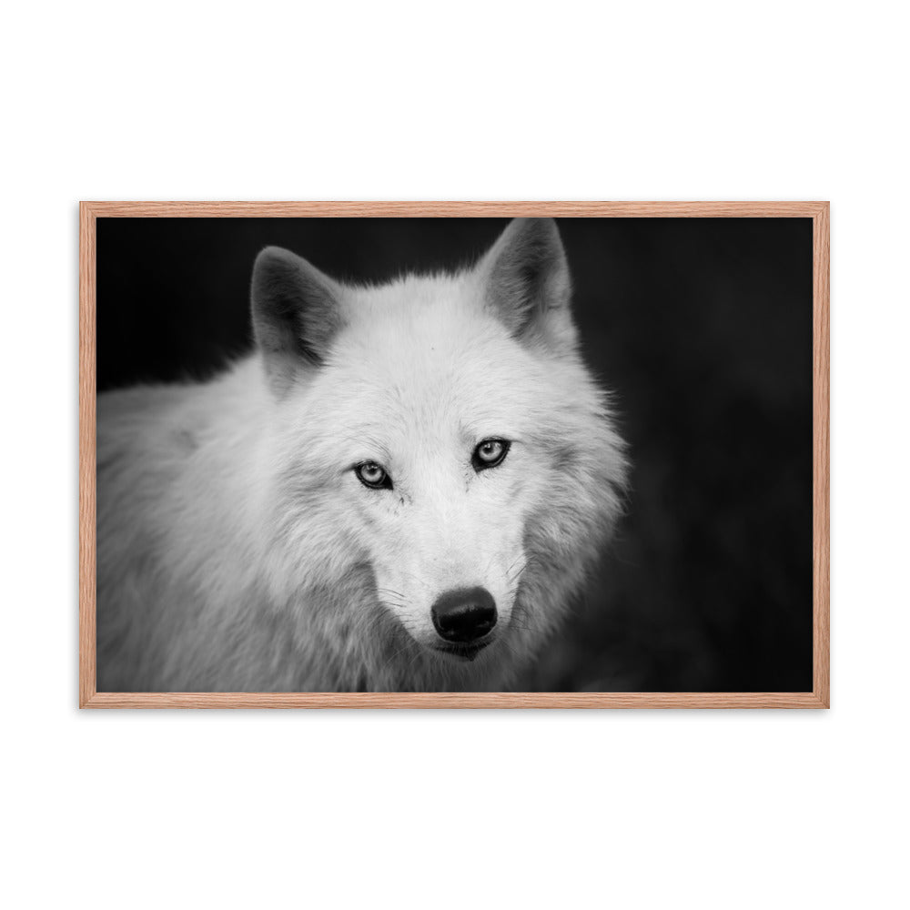 Black and White Portrait of White Wolf in the Forest Animal Wildlife Photograph Framed Wall Art Prints