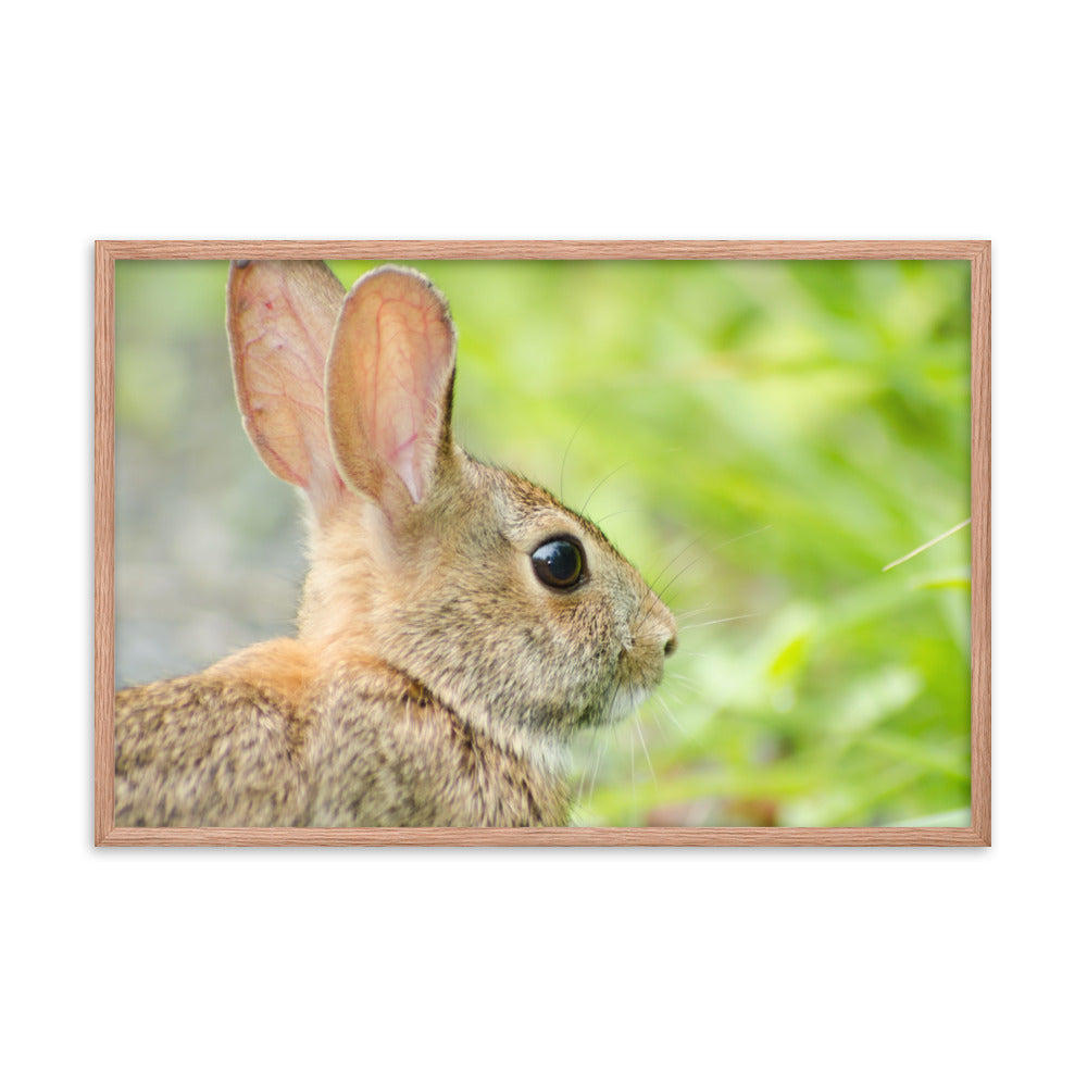 Bunny at Bombay Hook Wildlife Photo Framed Wall Art Prints