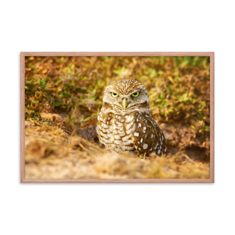 Burrowing Owl in Golden Light Wildlife Nature Photo Framed Wall Art Prints