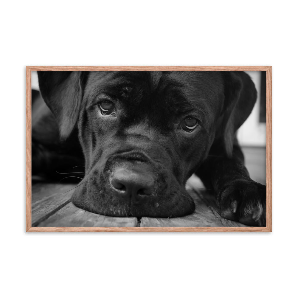 Cane Corso on Porch Animal Dog Black & White Framed Wall Art Prints