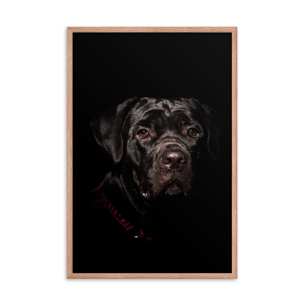 Cane Corso Puppy Low Key Portrait Animal Dog Photograph Framed Wall Art Prints