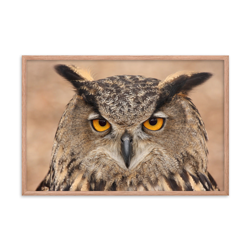 Close-up Yellow Eurasian Eagle Owl Wildlife Animal Framed Wall Art Print