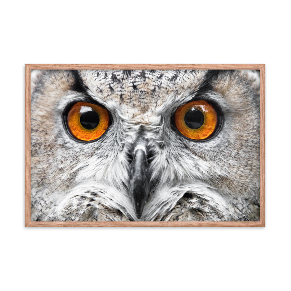 Close-up Yellow Owl Eyes Animal Wildlife Photograph Framed Wall Art Print