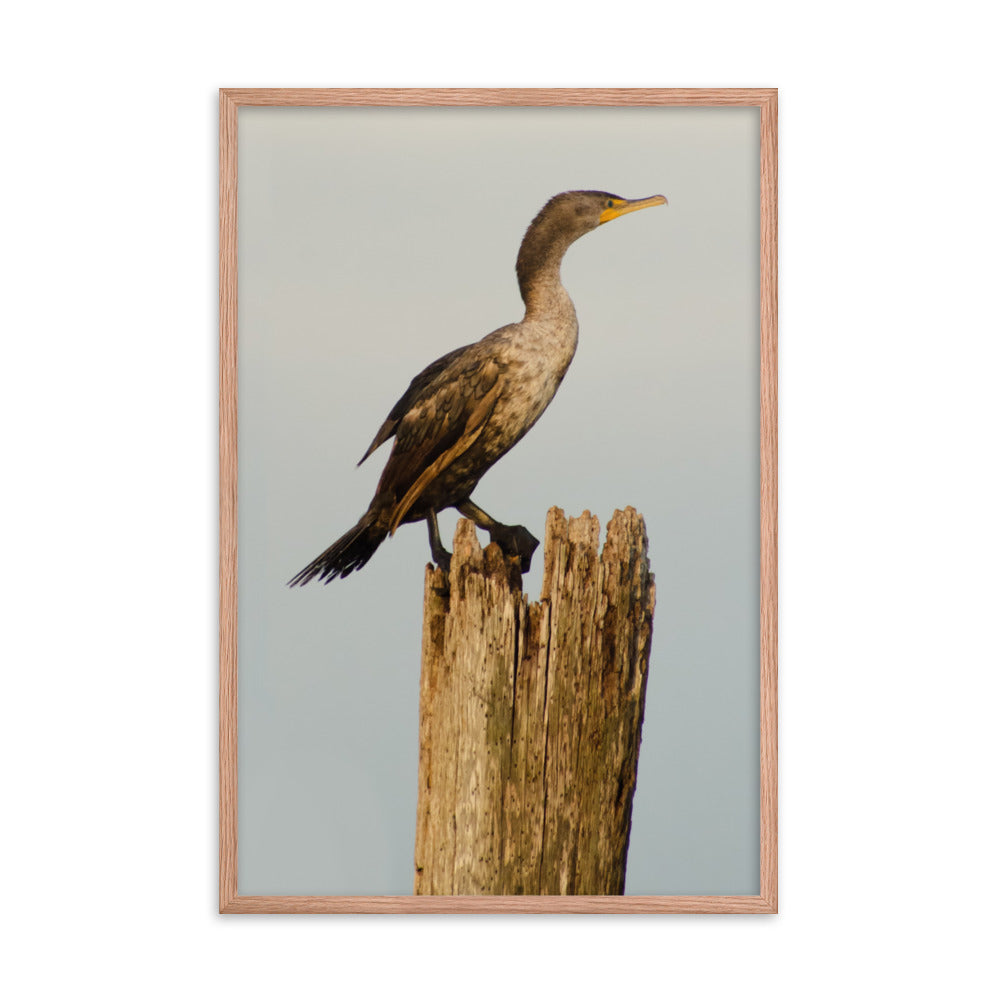 Double Crested Cormorant Animal Wildlife Photograph Framed Wall Art Prints