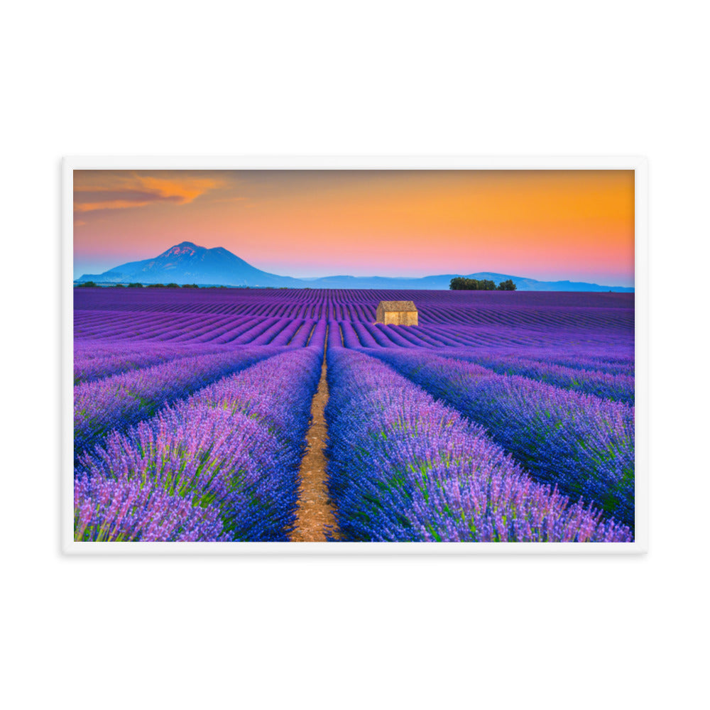 Blooming Lavender Field and Sunset Floral Landscape Framed Photo Wall Art Prints