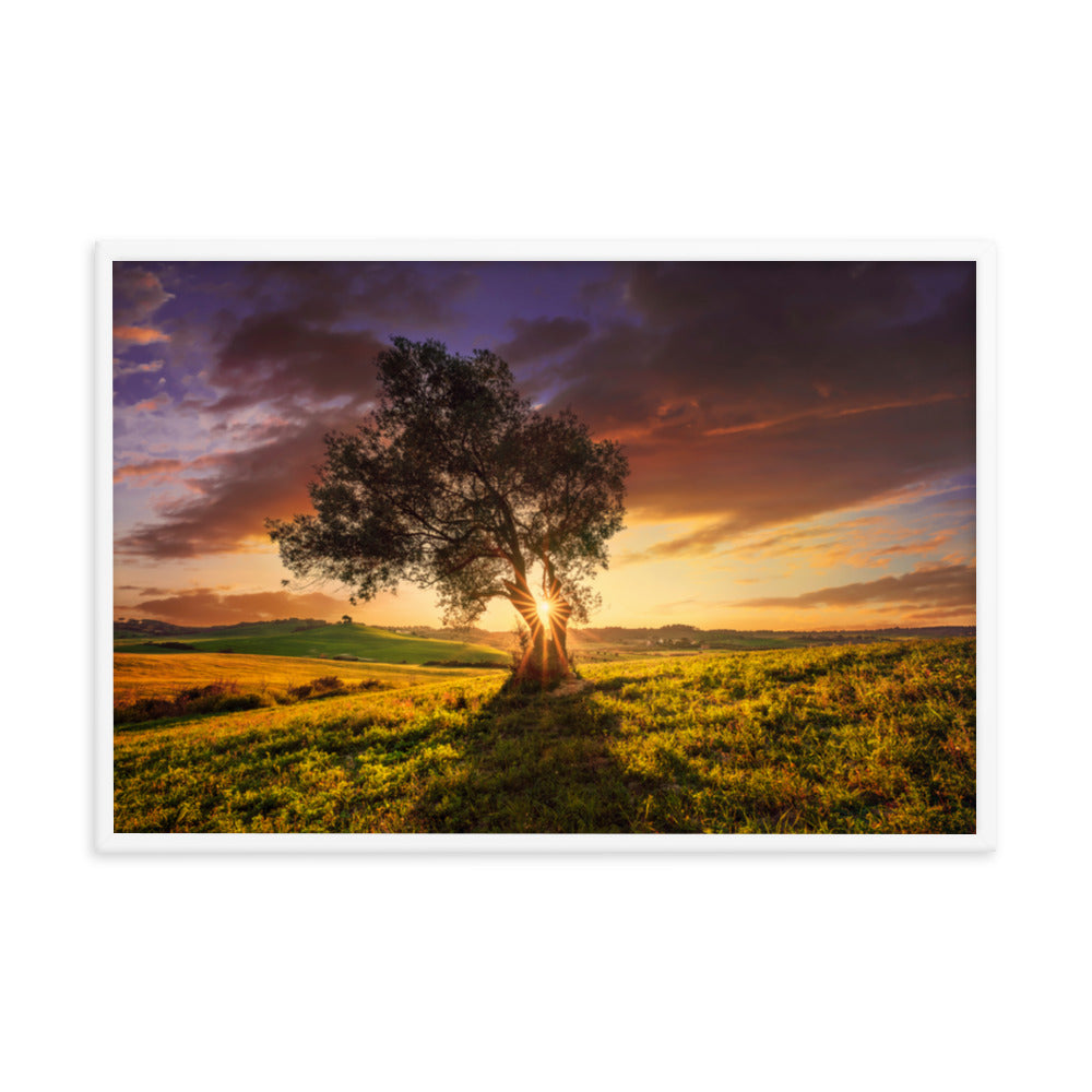 Countryside Olive Tree Sunset Landscape Photo Framed Wall Art Print