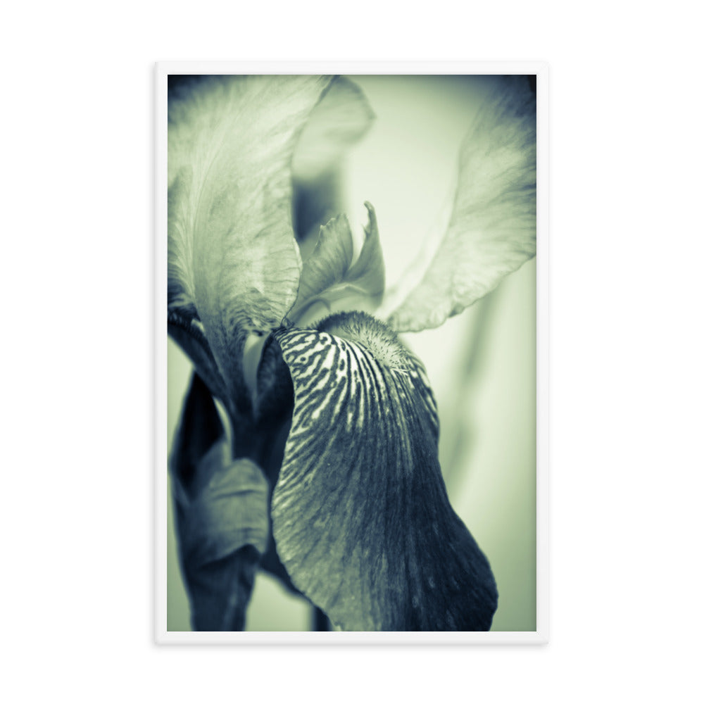 Diningroom Wall Art: Abstract Japanese Iris Delight- Botanical / Floral / Flora / Flowers / Nature Photograph Framed Wall Art Print - Artwork - Wall Decor - Home Decor