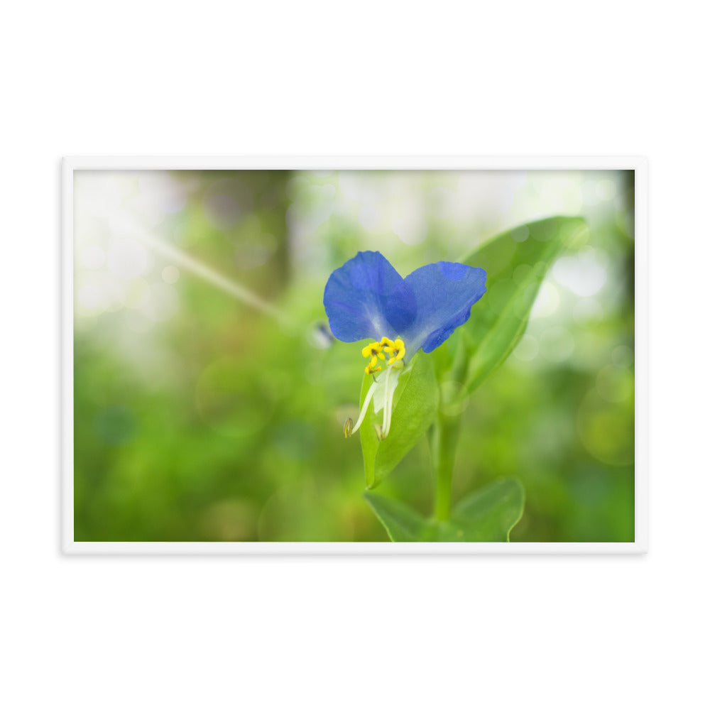 Blue Wall Decor For Kitchen: Asiatic Dayflower - Floral / Botanical / Nature Photo Framed Wall Art Print - Artwork - Modern Wall Decor