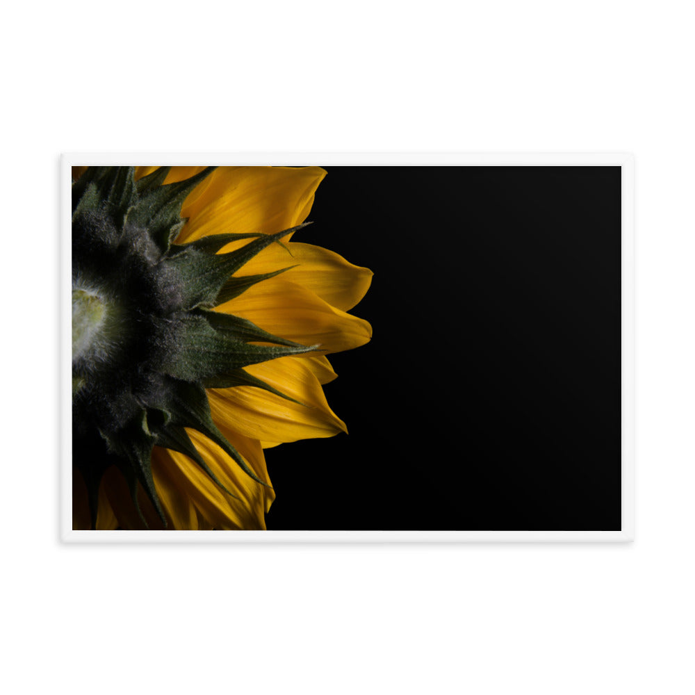 Backside of Sunflower Minimal Floral Nature Photo Framed Wall Art Print