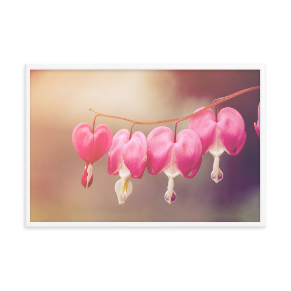 Be Still My Bleeding Heart Warm Summer Glow Floral Nature Photo Framed Wall Art Print