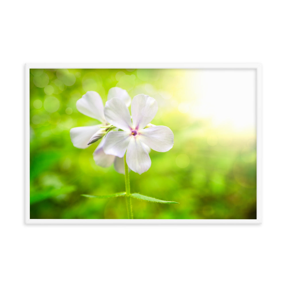 Beauty of the Forest Floor Floral Nature Photo Framed Wall Art Print