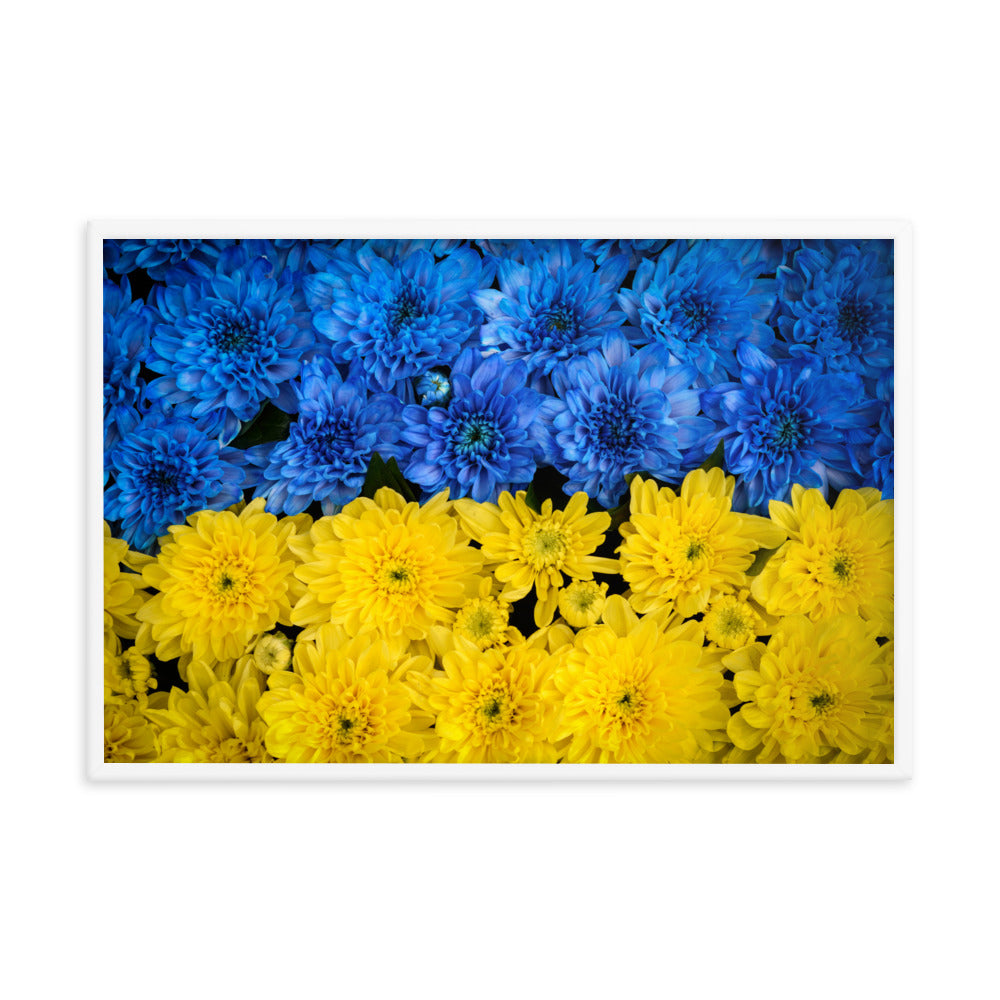 Blue and Yellow Chrysanthemums For Ukraine Refugees Nature Photo Framed Wall Art Print