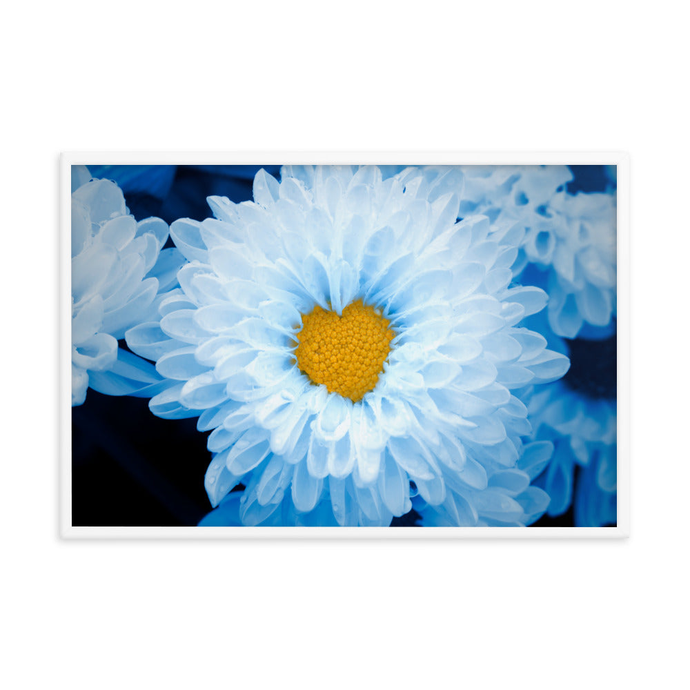 Blue Tinted Chrysanthemums For Ukraine Refugees Floral Nature Photo Framed Wall Art Print