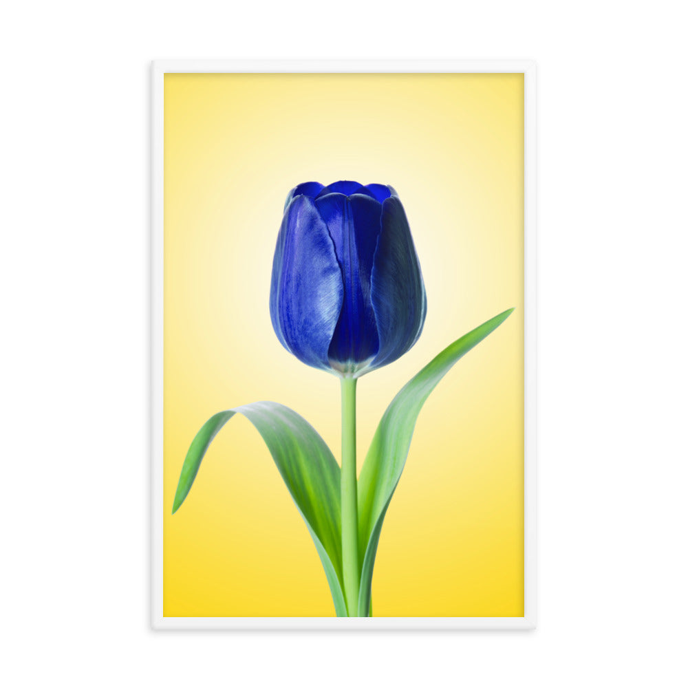 Blue Tulip Minimal Floral Nature Photo Framed Wall Art Print