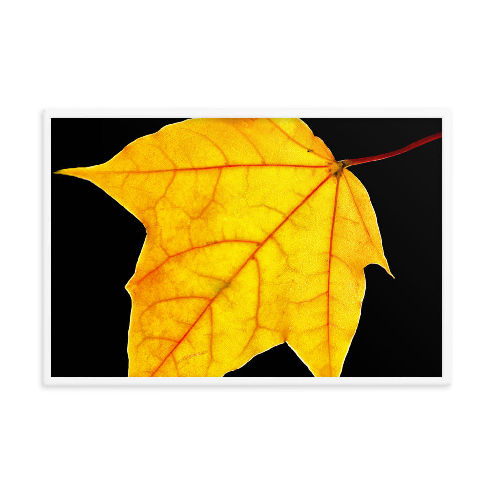 Brilliant Yellow Botanical Nature Photo Framed Wall Art Print