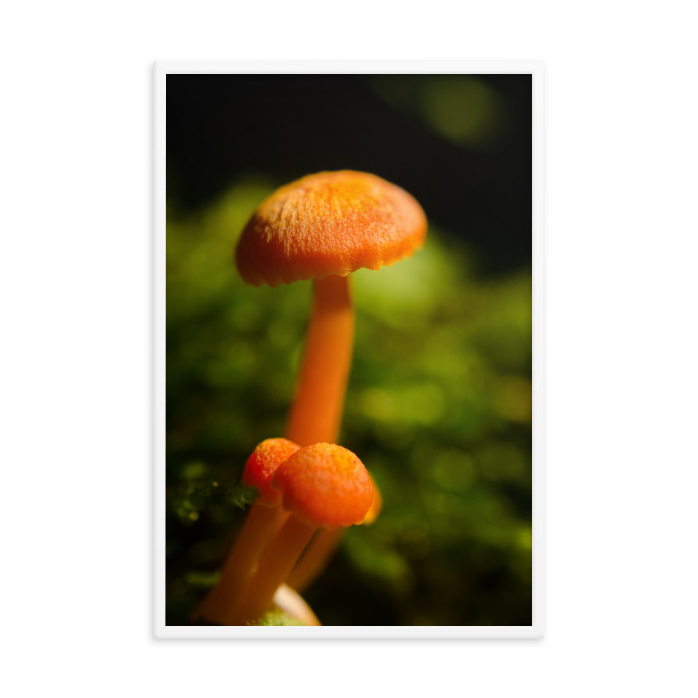Button Top Mushrooms Botanical Nature Photo Framed Wall Art Print