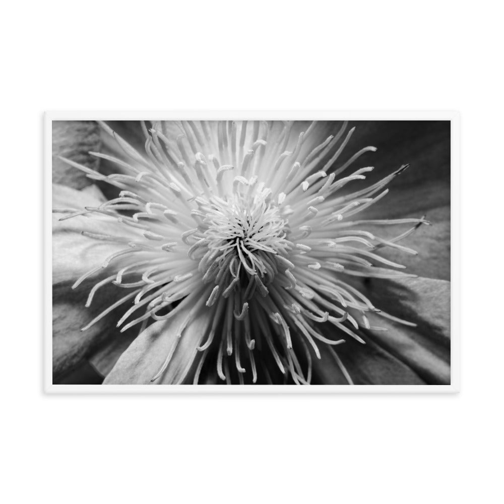 Center of Clematis Black and White Floral Nature Photo Framed Wall Art Print