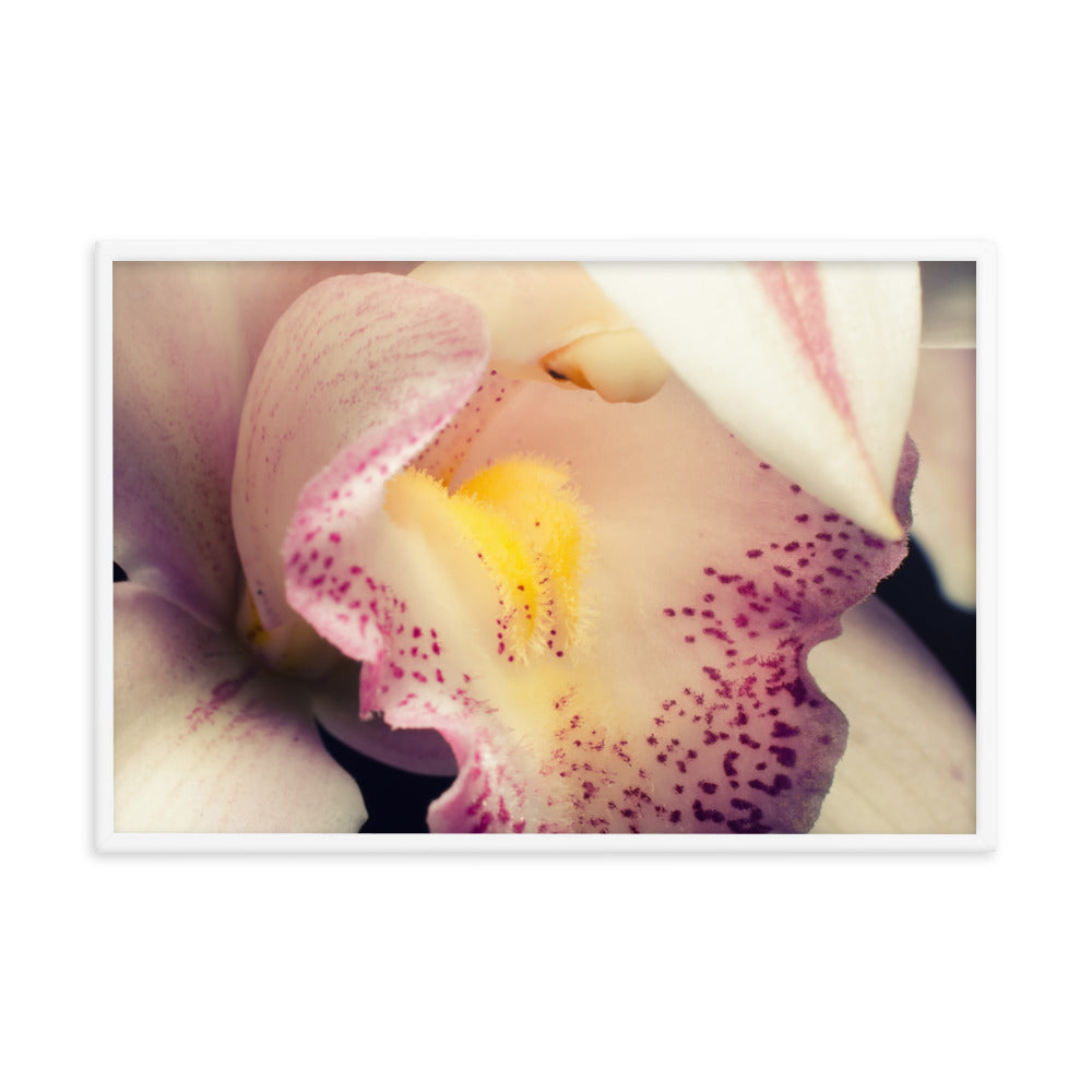 Close-up of Orchid Floral Nature Photo Framed Wall Art Print