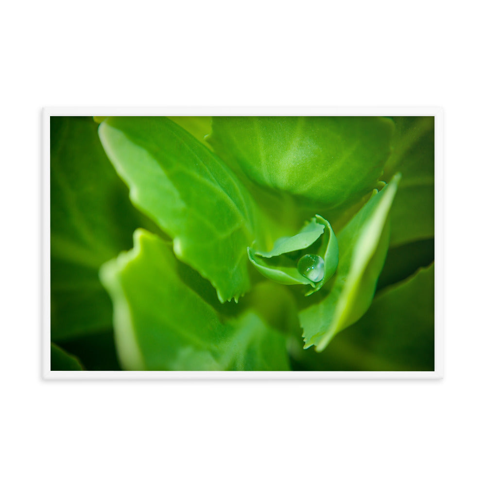Cupped Droplet Botanical Nature Photo Framed Wall Art Print