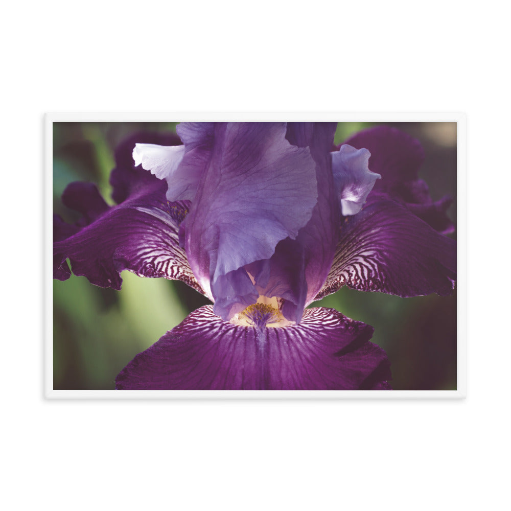 Glowing Iris Moody Midnight Floral Nature Photo Framed Wall Art Print