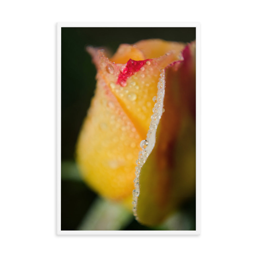 Dew on Yellow Rose Floral Nature Photo Framed Wall Art Print