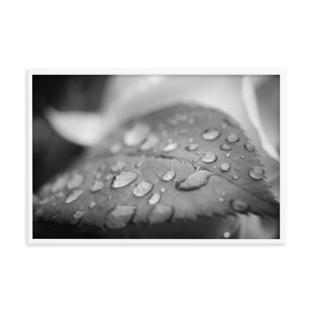 Dew on Leaf of Rose Plant Black and White Botanical Nature Photo Framed Wall Art Print