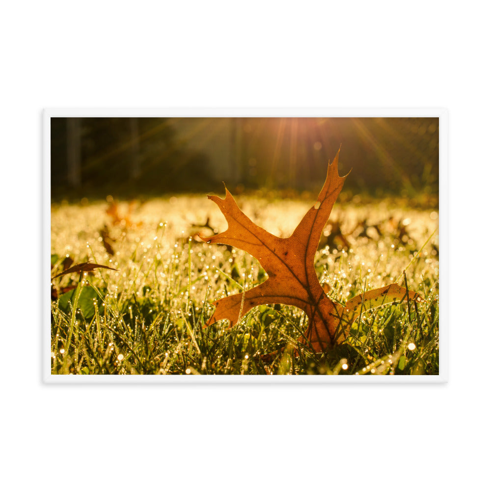 Fall Leaf in Morning Sun Botanical Nature Photo Framed Wall Art Print