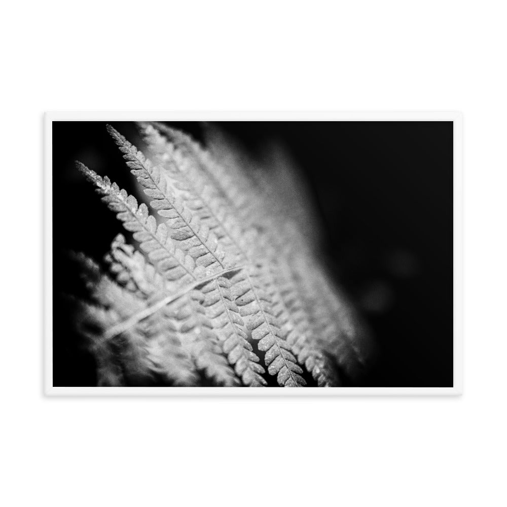 Fern Leaf in the Sunlight Black and White Botanical Nature Photo Framed Wall Art Print