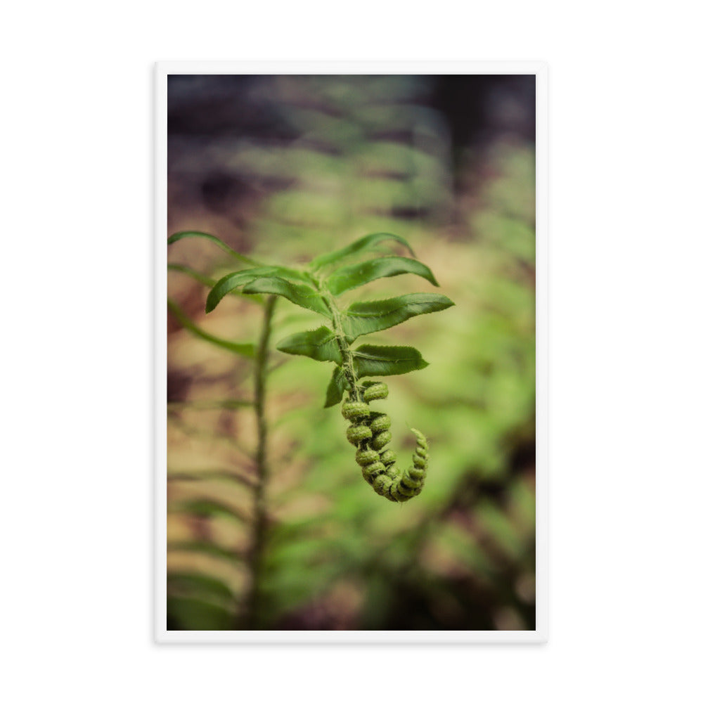 Growth of the Forest Floor Botanical Nature Photo Framed Wall Art Print