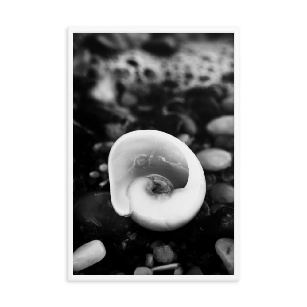 Glowing Beach Shell Black and White Coastal Nature Photo Framed Wall Art Print