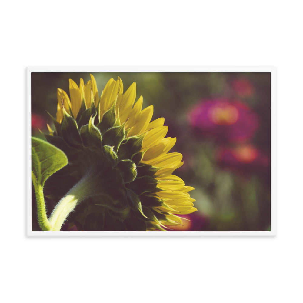 Dramatic Backside of Sunflower Grain Floral Photo Framed Wall Art Print