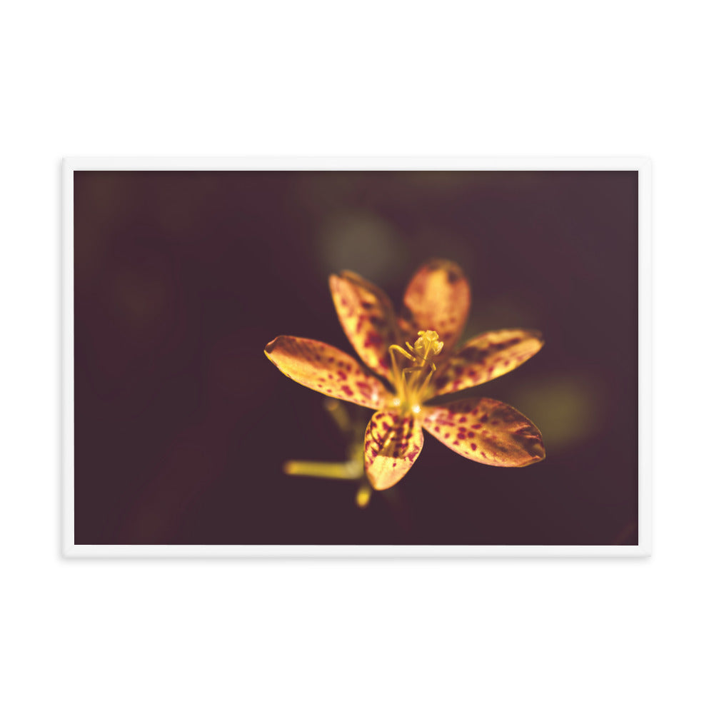 Dramatic Orange Leopard Lily Flower Floral Nature Photo Framed Wall Art Print