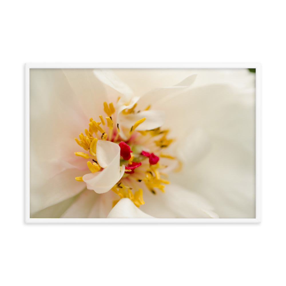 Eye of Peony Floral Nature Photo Framed Wall Art Print