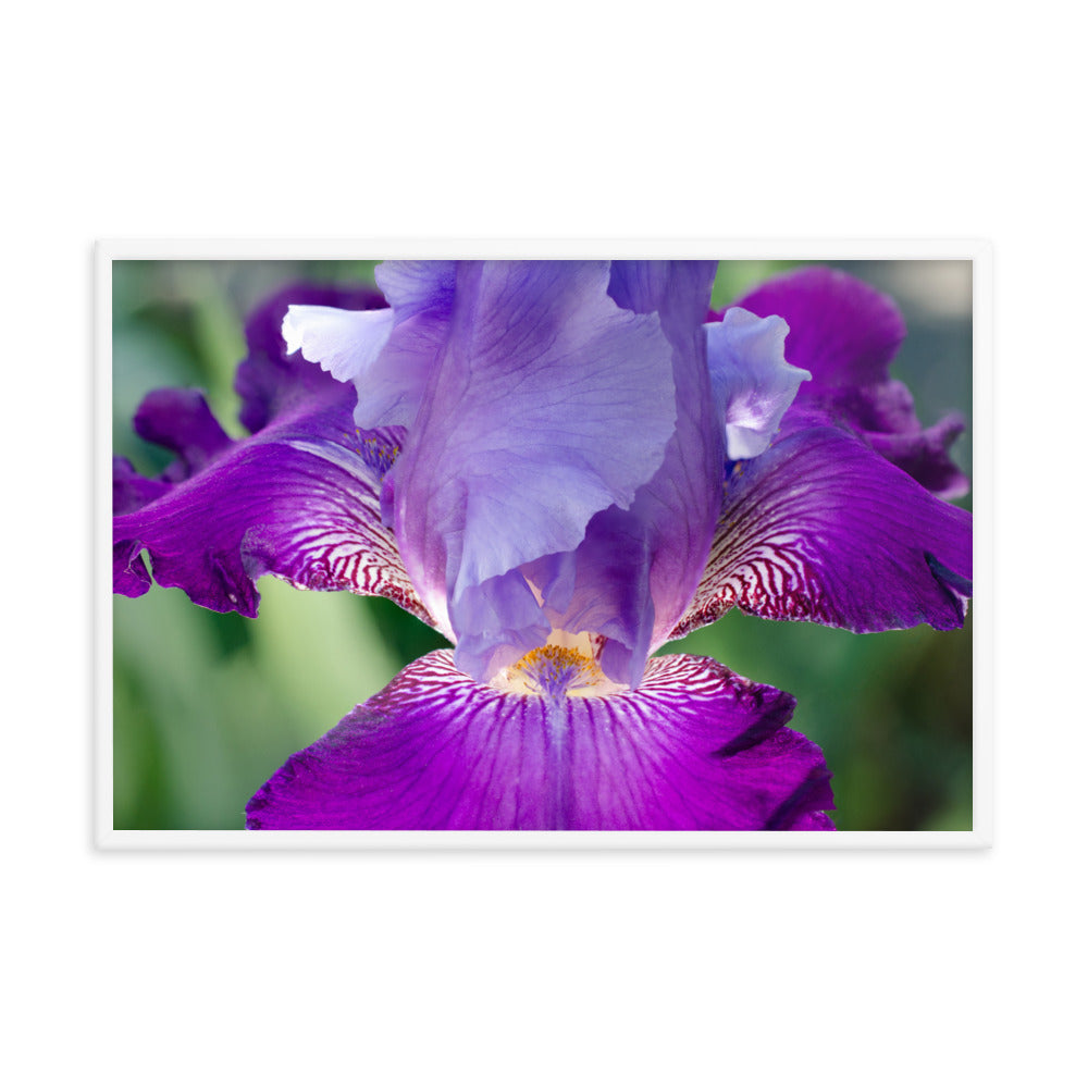 Etsy Wall Art Above Bed: Glowing Iris - Floral / Botanical / Nature Photo Framed Wall Art Print - Artwork - Wall Decor - Modern Home Decor