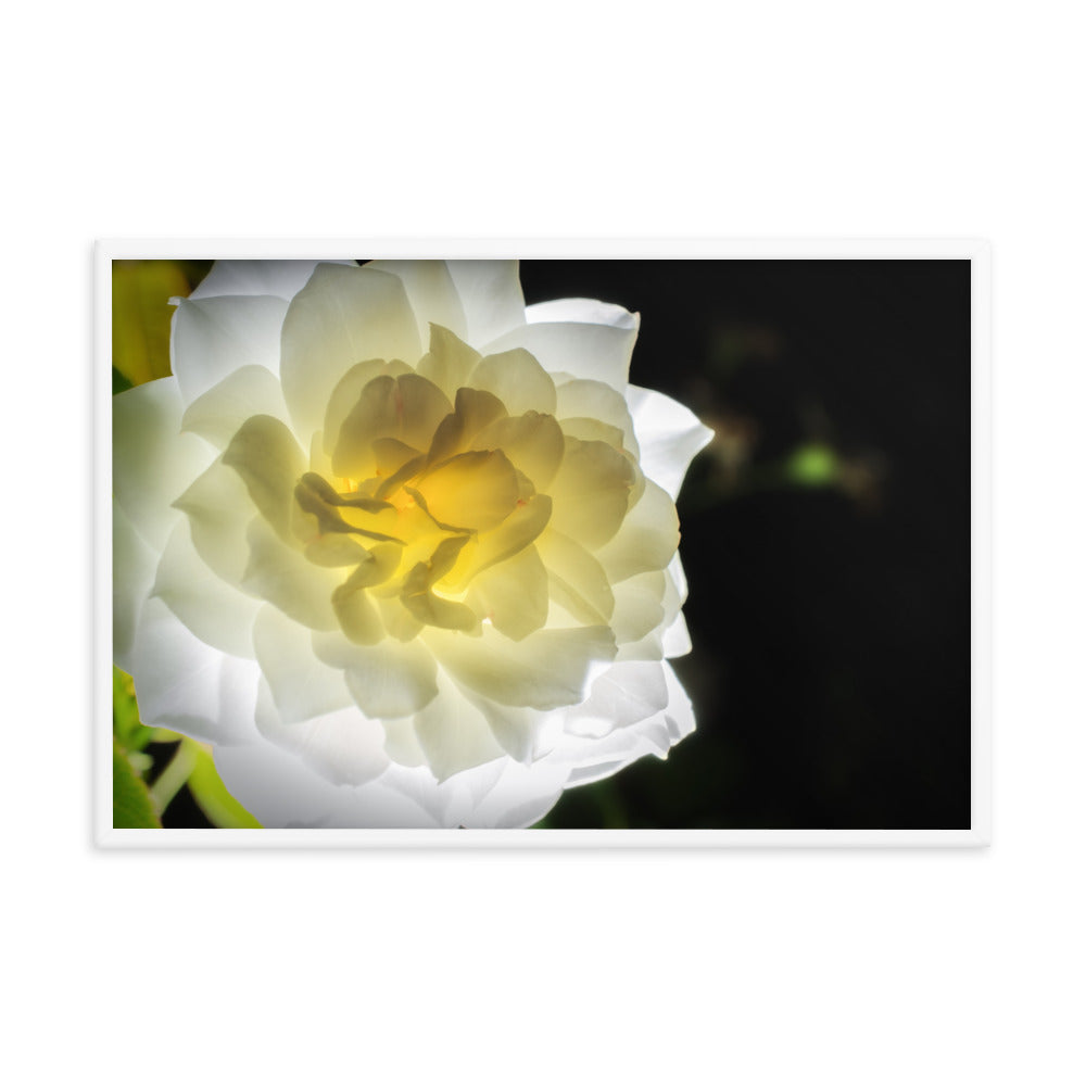 Glowing Rose 2 Floral Nature Photo Framed Wall Art Print