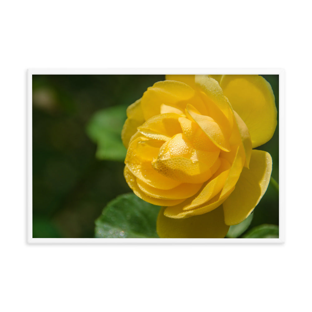 Friendship Rose Floral Nature Photo Framed Wall Art Print