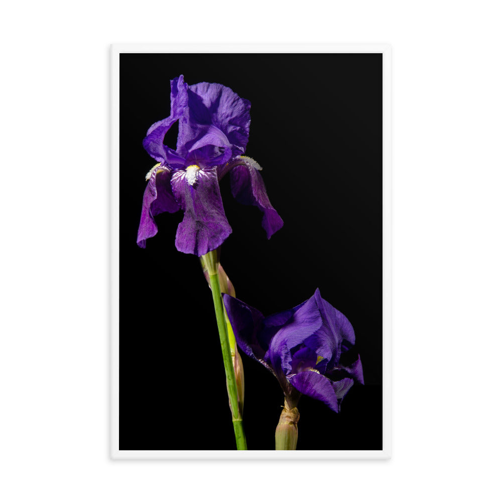 Iris on Black Floral Nature Photo Framed Wall Art Print