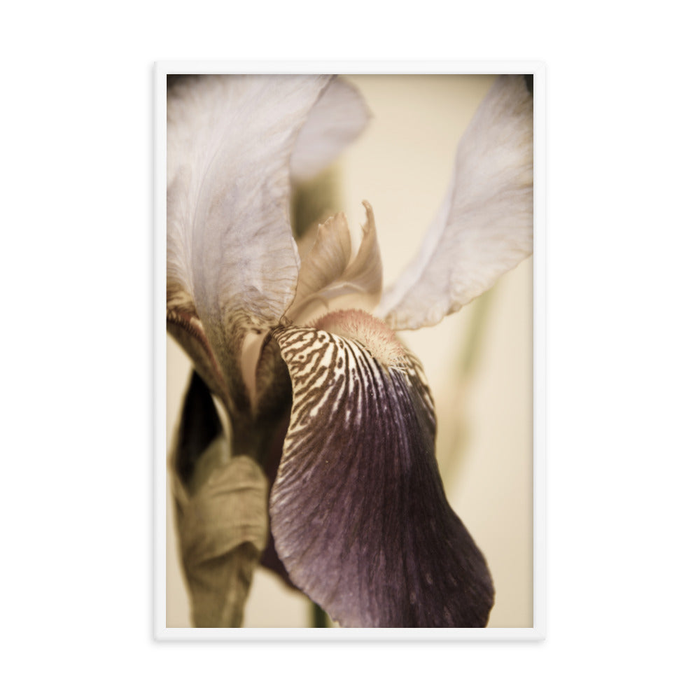 Japanese Iris Delight Aged Framed Photo Paper Wall Art Prints