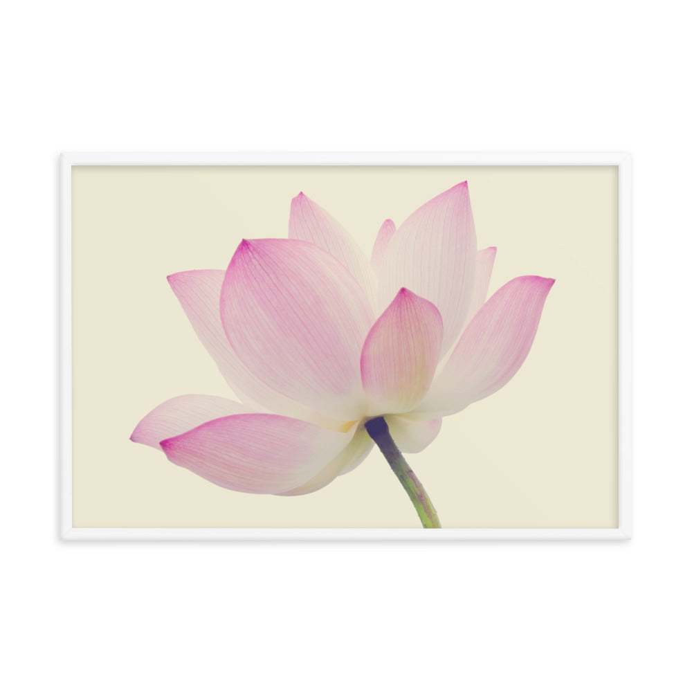 Lotus Flower Creamy Haze Effect Floral Nature Photo Framed Photo Paper Poster