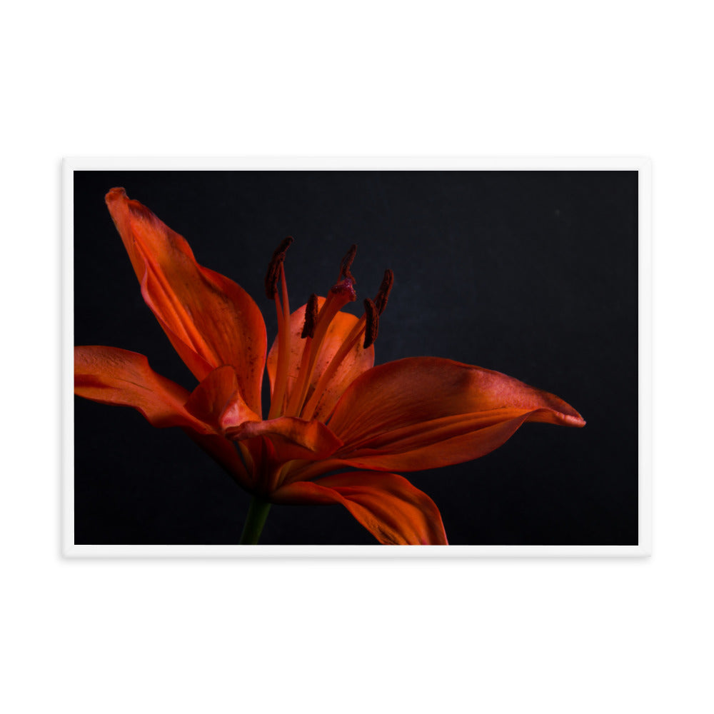 Orange Lily with Back light Floral Nature Photo Framed Wall Art Print